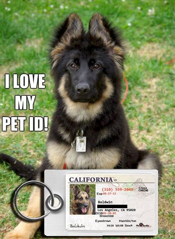 I love my dog pet ID