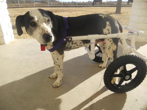 Beautiful Lexi in New Mexico, getting used to her new wheels. Thanks, Jerry West.